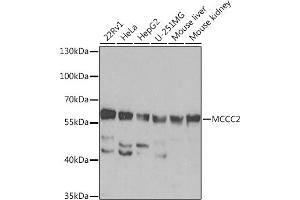 Western blot analysis of extracts of various cell lines, using MCCC2 Rabbit pAb  at 1:1000 dilution. (MCCC2 anticorps  (AA 284-563))