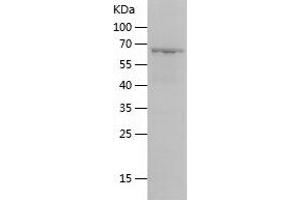 Western Blotting (WB) image for Transcription Factor B2, Mitochondrial (TFB2M) (AA 20-396) protein (His-IF2DI Tag) (ABIN7125446)