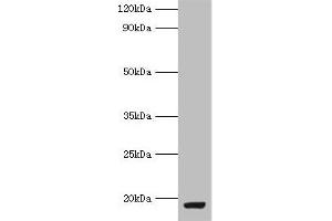 Western blot All lanes: MYDGF antibody at 9 μg/mL + MCF-7 whole cell lysate Secondary Goat polyclonal to rabbit IgG at 1/10000 dilution Predicted band size: 19 kDa Observed band size: 19 kDa