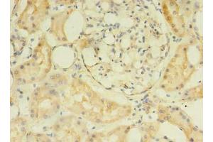 Immunohistochemistry of paraffin-embedded human kidney tissue using ABIN7175049 at dilution of 1:100 (C2ORF69 anticorps  (AA 117-269))