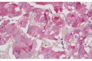 (ABIN185040) (5 μg/mL) staining of paraffin embedded Human Adrenal Gland. (FOXL2 anticorps  (C-Term))