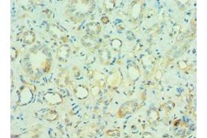 Immunohistochemistry of paraffin-embedded human kidney tissue using ABIN7160218 at dilution of 1:100 (MORF4L1 anticorps  (AA 1-100))
