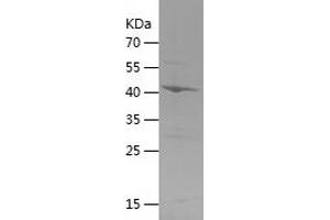 Western Blotting (WB) image for Endonuclease G (ENDOG) (AA 23-212) protein (His-IF2DI Tag) (ABIN7122771)
