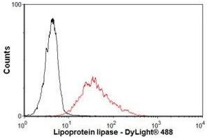 Image no. 1 for anti-Lipoprotein Lipase (LPL) antibody (ABIN1042621)