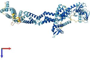 AlphaFold protein structure predicition of Mouse Recombinant Cul2 Protein, UniprotID Q9D4H8