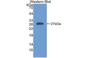 Western Blotting (WB) image for anti-Ubiquitin-Like Modifier Activating Enzyme 7 (UBA7) (AA 23-238) antibody (ABIN1980536)