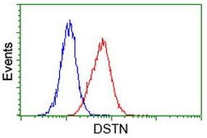 Image no. 10 for anti-Destrin (Actin Depolymerizing Factor) (DSTN) antibody (ABIN1497908)