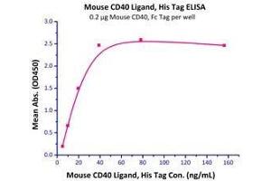 Immobilized Mouse CD40, Fc Tag  with a linear range of 5-20 ng/mL. (CD40 Protein (CD40) (AA 24-193) (Fc Tag))