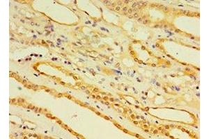 Immunohistochemistry of paraffin-embedded human kidney tissue using ABIN7151448 at dilution of 1:100 (EGLN3 anticorps  (AA 1-120))