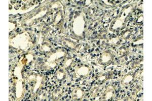 ABIN2560347 (4µg/ml) staining of paraffin embedded Human Kidney. (Tensin 1 anticorps  (C-Term))