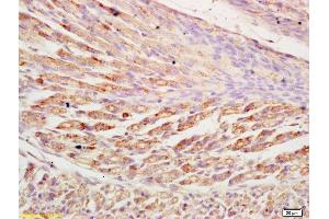 Formalin-fixed and paraffin embedded mouse embryonic muscle labeled with Anti-NLRX1 Polyclonal Antibody, Unconjugated (ABIN1385925) at 1:200 followed by conjugation to the secondary antibody and DAB staining