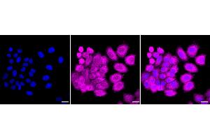 Immunocytochemical staining of HepG2 cells with JPT1 antibody (ABIN7799152), 1:1,000). (Recombinant JPT1 anticorps)