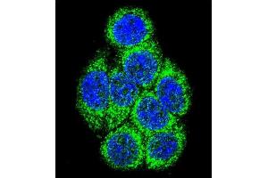 Confocal immunofluorescent analysis of CYP3A43 Antibody (Center) (ABIN652422 and ABIN2842088) with 293 cell followed by Alexa Fluor 488-conjugated goat anti-rabbit lgG (green).