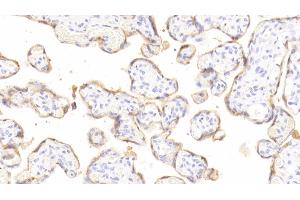 Detection of GH in Human Placenta Tissue using Polyclonal Antibody to Growth Hormone (GH) (Growth Hormone 1 anticorps  (AA 28-217))