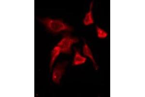 ABIN6276200 staining HepG2 by IF/ICC. (P2RY11 anticorps  (C-Term))