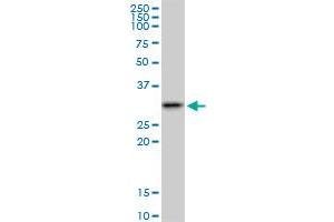 SMNDC1 MaxPab polyclonal antibody. (SMNDC1 anticorps  (AA 1-238))