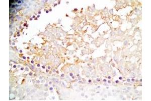 Rat testis tissue was stained by Rabbit Anti-INSL6 C Peptide (Human) Antibody