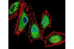 Fluorescent confocal image of HeLa cells stained with RUNX3 antibody. (RUNX3 anticorps  (AA 168-197))