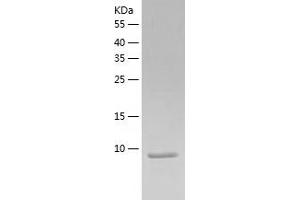 Western Blotting (WB) image for Chemokine (C Motif) Ligand 1 (XCL1) (AA 22-114) protein (His-IF2DI Tag) (ABIN7122257)