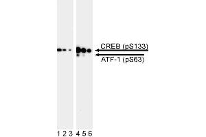 Western blot analysis of CREB (pS133) / ATF-1 (pS63). (CREB and ATF-1 (pSer133) anticorps)