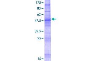 Image no. 1 for Membrane-Spanning 4-Domains, Subfamily A, Member 8 (MS4A8) (AA 1-250) protein (GST tag) (ABIN1311427)
