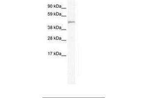 Image no. 1 for anti-Forkhead Box I1 (FOXI1) (AA 20-69) antibody (ABIN305989)
