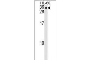 MS4A7 Antibody (Center) (ABIN1537837 and ABIN2848607) western blot analysis in HL-60 cell line lysates (35 μg/lane). (MS4A7 anticorps  (AA 137-164))