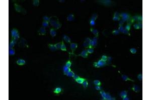 Immunofluorescent analysis of 293T cells using ABIN7162554 at dilution of 1:100 and Alexa Fluor 488-congugated AffiniPure Goat Anti-Rabbit IgG(H+L)