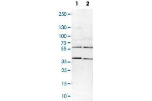 Western Blot analysis of Lane 1: NIH-3T3 cell lysate (mouse embryonic fibroblast cells) and Lane 2: NBT-II cell lysate (Wistar rat bladder tumor cells) with SMARCE1 polyclonal antibody . (SMARCE1 anticorps)