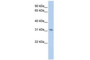 Image no. 1 for anti-N-Methylpurine-DNA Glycosylase (MPG) (C-Term) antibody (ABIN6740899) (MPG anticorps  (C-Term))