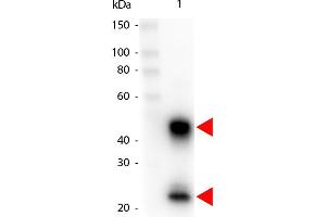 Western Blot of Peroxidase conjugated Goat anti-Mouse IgG antibody. (Chèvre anti-Souris IgG (Heavy & Light Chain) Anticorps (HRP))