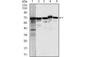 Western blot analysis using MSN antibody against HeLa (1), A431 (2),Jurkat (3), HEK293 (4), and COS7 (5) cell lysate. (Moesin anticorps)