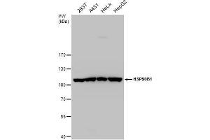 WB Image GRP94 antibody detects GRP94 protein by western blot analysis. (GRP94 anticorps  (C-Term))
