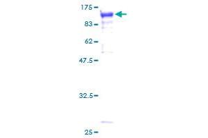 Image no. 1 for Signal Transducer and Activator of Transcription 3 (Acute-Phase Response Factor) (STAT3) (AA 1-769) protein (GST tag) (ABIN1321594)