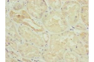 Immunohistochemistry of paraffin-embedded human kidney tissue using ABIN7154838 at dilution of 1:100