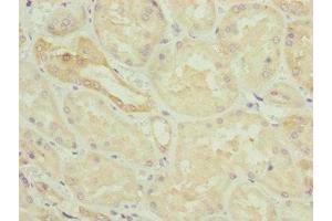 Immunohistochemistry of paraffin-embedded human kidney tissue using ABIN7154838 at dilution of 1:100 (NYS48/HAUS8 anticorps  (AA 166-410))