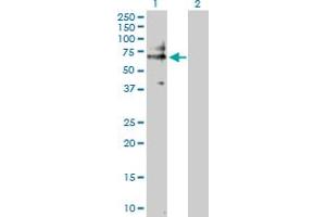 Western Blot analysis of CD19 expression in transfected 293T cell line by CD19 MaxPab polyclonal antibody. (CD19 anticorps  (AA 1-556))