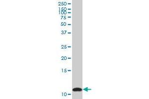 S100A10 MaxPab polyclonal antibody.