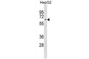 MFSD4 Antibody (Center) (ABIN1881541 and ABIN2838615) western blot analysis in HepG2 cell line lysates (35 μg/lane). (MFSD4 anticorps  (AA 262-290))