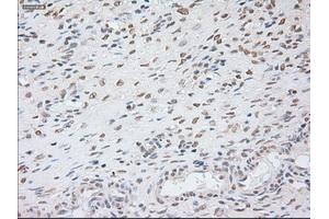 Immunohistochemical staining of paraffin-embedded colon tissue using anti-GAD1mouse monoclonal antibody. (GAD anticorps)