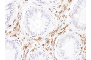 Immunohistochemistry (IHC) image for anti-Intercellular Adhesion Molecule 3 (ICAM3) (AA 497-547) antibody (ABIN7455023)
