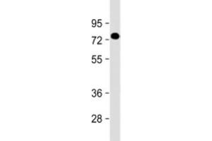 Western blot testing of human placenta lysate with PGLYRP2 antibody at 1:2000. (PGLYRP2 anticorps  (AA 75-107))