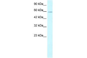 XRCC5 antibody used at 1. (XRCC5 anticorps)