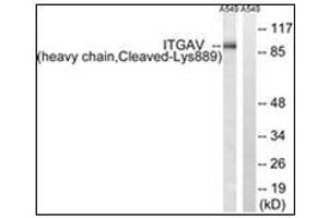 Western blot analysis of extracts from A549 cells, treated with etoposide 25uM 1h, using ITGAV (heavy chain,Cleaved-Lys889) Antibody. (CD51 anticorps  (C-Term))