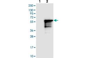 Western blot analysis of Lane 1: Negative control (vector only transfected HEK293T lysate), Lane 2: Over-expression Lysate (Co-expressed with a C-terminal myc-DDK tag (~3. (KLF17 anticorps)