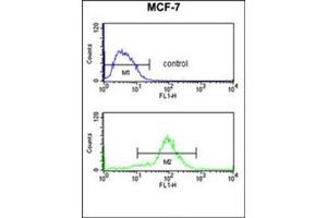 Flow cytometry analysis of MCF-7 cells using MOB2 / HCCA2 Antibody (N-term) Cat. (MOB2 anticorps  (N-Term))