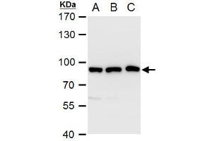WB Image VPS35 antibody [C3], C-term detects VPS35 protein by western blot analysis. (VPS35 anticorps  (C-Term))