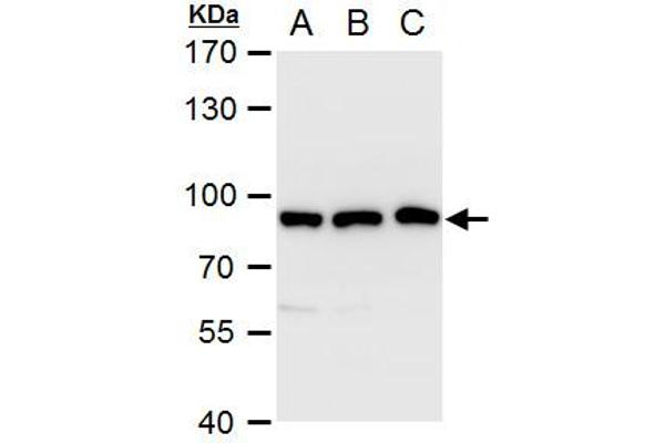 VPS35 anticorps  (C-Term)