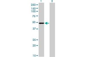 Western Blot analysis of PPOX expression in transfected 293T cell line by PPOX monoclonal antibody (M01), clone 2F10.