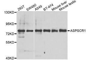 Western blot analysis of extracts of various cell lines, using ASPSCR1 antibody. (ASPSCR1 anticorps  (AA 284-553))
